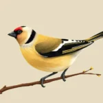 goldfinch symbolism 1